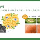 영양플러스점핑다이어트