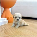 우리들애견 | 일산애견분양 토이푸들 후기