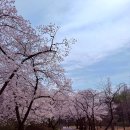 낭월7호어린이공원 | 어린이대공원주차 자리 없다면 투썸플레이스세종대학교점(4/3 벚꽃 실시간)