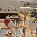 세명사료 | 서산 카페 리프패럿 착즙주스와 말하는 앵무새의 만남 솔직후기