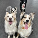 동탄우리유치원 | 동탄애견유치원 도그레이 공세점 꼼꼼하고 체계적인 케어