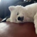 버블그루밍 이미지