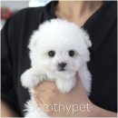 송현동 강아지 이미지