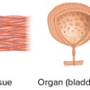 조직, 기관과 기관계 Tissues, organs, & organ systems 이미지