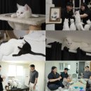 고양이를 부탁해 이미지