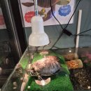 동춘당공원 맞은편 | 대전 송촌동 곱창 맛집 매장 분위기 + 변사또 소곱창전골 포장솔직후기