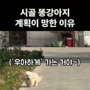 똥강아지 - 중구 명덕로 131-1 | 똥강아지