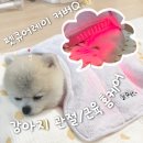 마인펫 | [펫큐어레이커버Q] 집에서 편하게 관리 하는 강아지 관절/근육 케어 루틴 후기