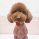 THE예쁘개 이미지