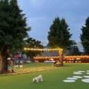 댕댕이애견 이미지