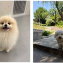 강아지유치원왕왕 - 마포구 마포대로11길 92 | 강아지유치원왕왕