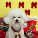 지나댕댕 | 부산 명지 애견미용 위생미용+스파 받고 온 솔직 후기 (주차/가격)ㅣ지나댕댕