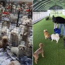 댕댕냥냥 이미지