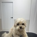 댕스티니 이미지