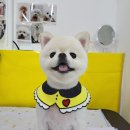 강남언니애견미용호텔 이미지