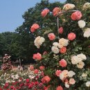 장미공원자전거대여소 이미지