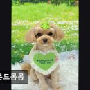 아몬드 몽몽 이미지