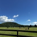 행은목장 | 2025.08.26-08.29 : 제주여행(성이시돌목장,제주따이,케데헌,모닝렌트후기)