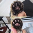 퍼피얌 그루밍 | 강아지 클리퍼 추천 퍼피컷 P2 LED 바리깡 반려동물 셀프미용 성공