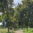 강변연가 | 밀양 초동연가길 후기, 10월 초 개화상황 및 가을 코스모스 산책로 총정리!