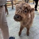 애니멀케어 | [포천 데이트코스] '마이애니멀스토리 in 평강랜드' 방문 후기 (서울 근교 나들이, 포천 가볼만한곳)