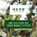 천가채 야생백차 추석이벤트- 이미지