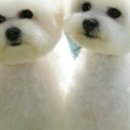 B&B(바비브라운 비숑프리제) 이미지