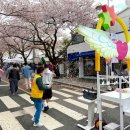 통영중학교 | [통영] 2026봉숫골 벚꽃 축제 후기 ,통영 벚꽃축제