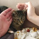 슬기로운 집사생활 이미지