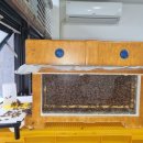 꿀벌 사라짐의 문제점을 찾기 위해 양봉 시험 사육을 시작했습니다. 이미지