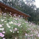 산삼꽃피는마을 이미지