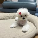 혜원켄넬 네이버블로그