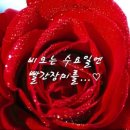 10월25일(수) "장미처럼 사랑하고 싶어요" 이미지