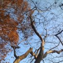 생태원길(배롱나무길) 이미지