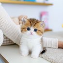 청주고양이분양 머리부터 발끝까지 완벽 그 잡채 브리티시 숏헤어 남아~!