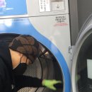 가락마을 세탁 이미지