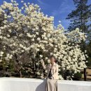 목련@사랑 | 창원 목련 명소 충혼탑 목련꽃 나들이 포토존 실시간 방문 후기