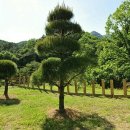 스위스장 이미지