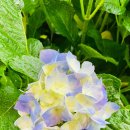 서귀포 자동차프라자 이미지