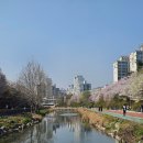 꿈의숲요양병원 | 벚꽃나들이 우이천, 북서울꿈의숲 피크닉 (+주차꿀팁, 포토존) _26.04.05 방문