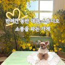 강아지 사진 찍기 좋은 곳! 대관스튜디오 소풍을파는가게 솔직 후기