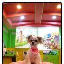 아띠펫살롱 이미지