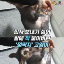 껌딱지펫 이미지