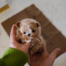 화이트켄넬(white-kennel) 이미지