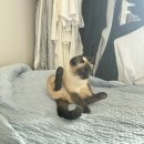 우쭈쭈 내강아지 이미지