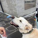 서프오션 양양