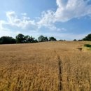 밀밭농장 이미지