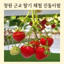 의창구 ⓔ-29 | 창원 근교 아이랑 3월 갈반한곳, 딸기 체험 진돌이팜