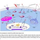 Re:EPA, DHA(오메가 3지방산)의 항암효과 2018 REVIEW 논문 이미지