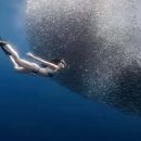 LUKAS | 보홀 프리다이빙 체험 나팔링 정어리떼 투어 솔직 후기 꼭 첫날에 하세요